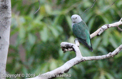 Agapornis canus ablectaneus