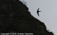 Cypsiurus gracilis gracilis