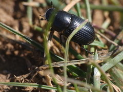 Acrossus luridus