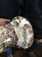 Catathelasma