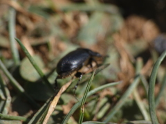 Acrossus luridus