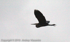 Ardea purpurea madagascariensis