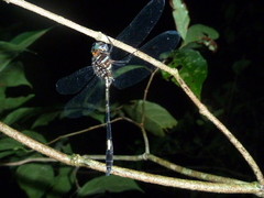 Brechmorhoga praecox