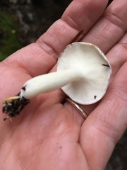 Albatrellaceae