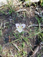 Calochortus eurycarpus