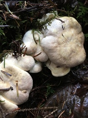 Albatrellaceae