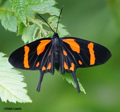 Barbicornis basilis basilis