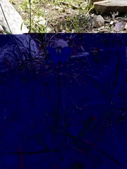 Calochortus eurycarpus