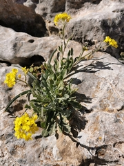 Aurinia saxatilis