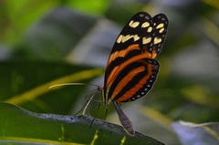 Melinaea lilis imitata