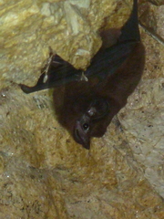 Peropteryx
