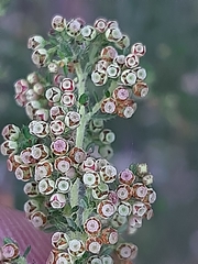 Erica leucopelta