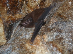 Peropteryx