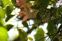 Vaccinium cordifolium