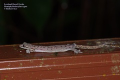 Hemiphyllodactylus typus