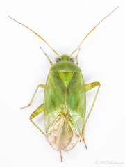 Apolygus spinolae