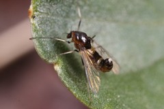 Cricotopus bicinctus