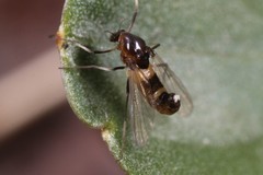 Cricotopus bicinctus