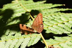 Cyllopsis suivalens suivalens