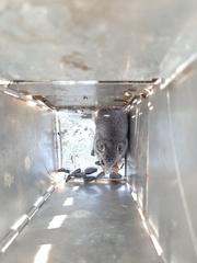 Nothocricetulus migratorius