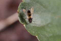 Cricotopus bicinctus