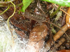 Anolis wilsoni