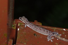 Hemiphyllodactylus typus