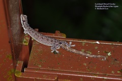 Hemiphyllodactylus typus