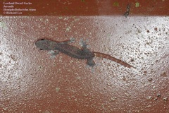 Hemiphyllodactylus typus