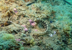 Parablennius tentacularis