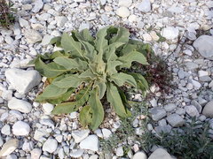 Verbascum boerhavii