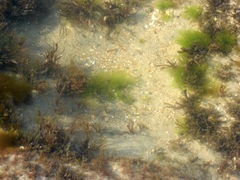 Gracilaria intermedia