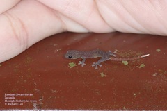 Hemiphyllodactylus typus