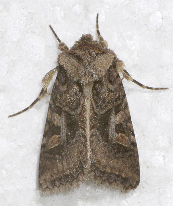Hyperepia