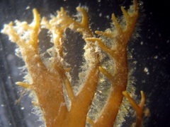 Gracilaria intermedia