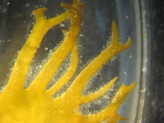 Gracilaria intermedia