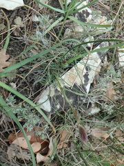 Alopecurus vaginatus