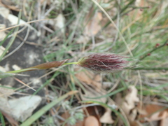 Alopecurus vaginatus
