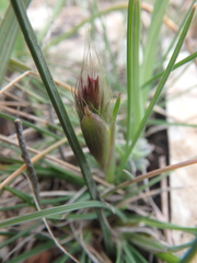 Alopecurus vaginatus