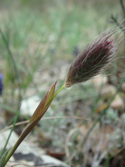 Alopecurus vaginatus