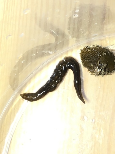 Obama Flatworm, Günter-Haußmann-Straße, Kernen im Remstal, Baden-Württemberg, DE, photo 9 of 10