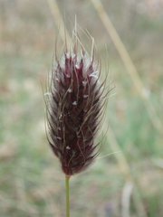 Alopecurus vaginatus