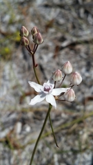 Asclepias feayi image