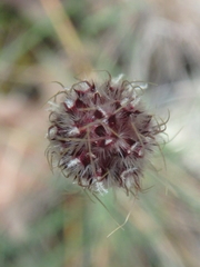 Alopecurus vaginatus
