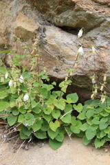 Campanula alliariifolia
