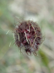 Alopecurus vaginatus