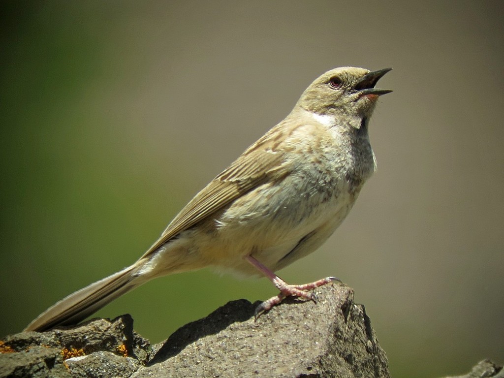 Mongolian Accentor photo