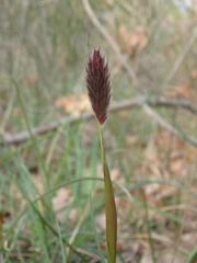 Alopecurus vaginatus
