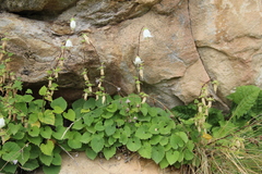 Campanula alliariifolia