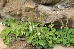 Campanula alliariifolia